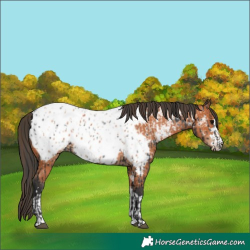 Horse Color:Black Appaloosa and Bay Appaloosa