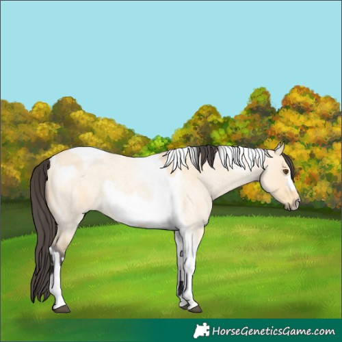 Horse Color:Buckskin Roan Dun Tobiano  and Buckskin Roan Dun Tobiano Frame 