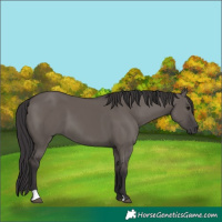 Horse Color:Smoky Grullo and Smoky Grullo