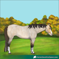 Horse Color:Buckskin Roan Dun Splash