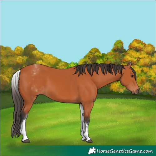 Horse Color:White Spotted Bay 
