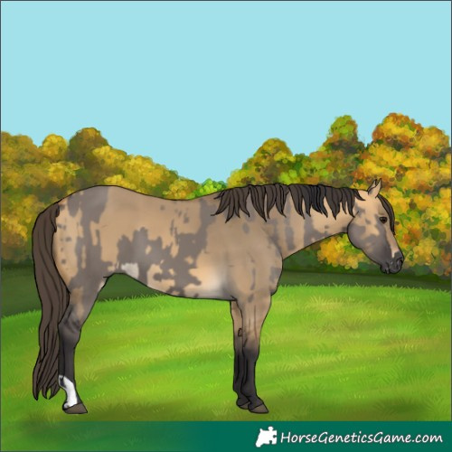 Horse Color:Smoky Grullo  and Buckskin Dun 