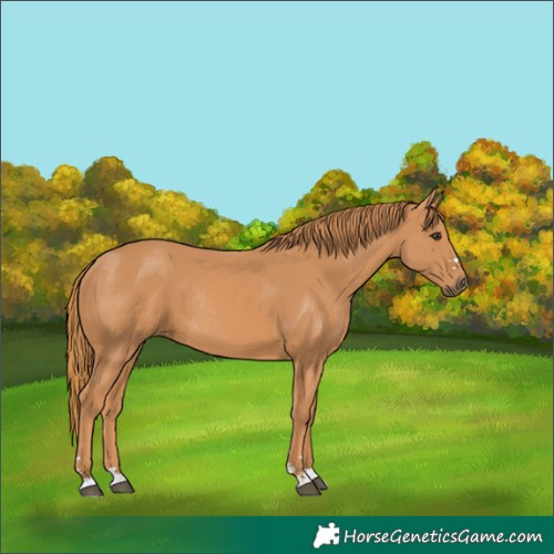 Horse Color:Chestnut Rabicano
