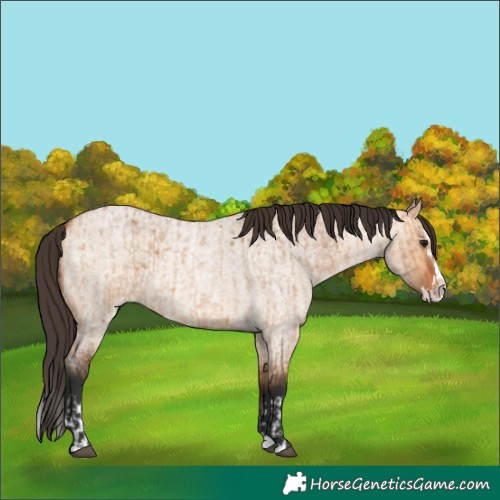 Horse Color:Bay Roan Dun Splash and Bay Roan Dun Splash