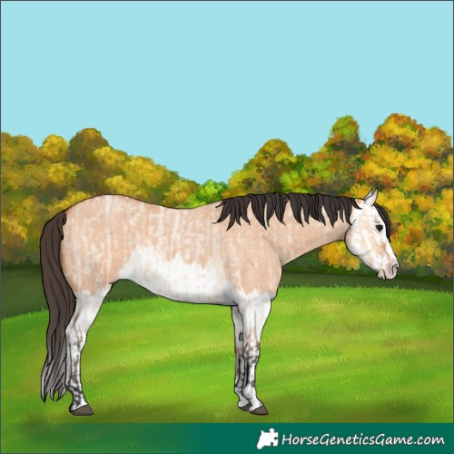 Horse Color:Bay Roan Dun Splash  and Bay Roan Dun Splash 