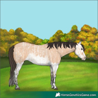 Horse Color:Bay Roan Dun Splash and Bay Roan Dun Splash