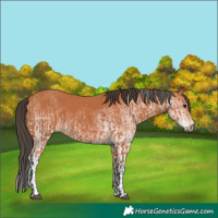 Horse Color:Bay  and White Spotted Bay 