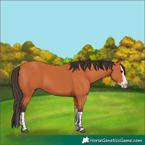 Horse Color:Bay and Bay Splash