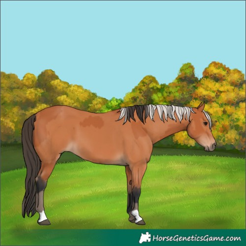 Horse Color:Bay  and Silver Bay 