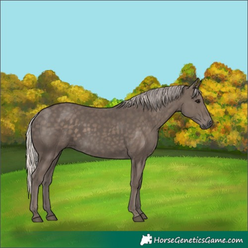 Horse Color:Silver Black