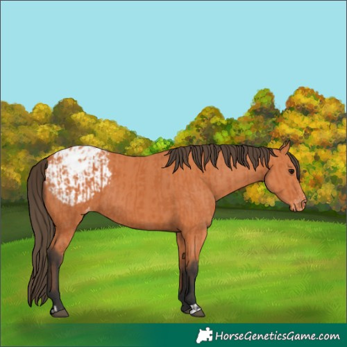 Horse Color:Bay Appaloosa and Bay Appaloosa
