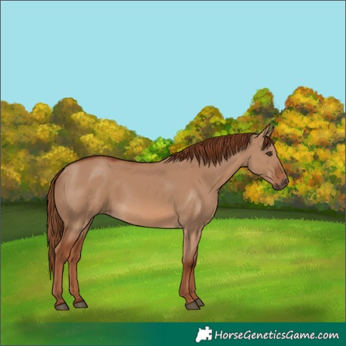 Horse Color:Red Dun