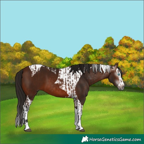 Horse Color:Gray Bay Splash Tobiano and Gray Bay Splash Tobiano