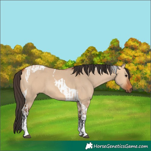 Horse Color:Bay Dun Tobiano and Bay Dun Tobiano