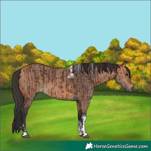 Horse Color:Bay Tobiano  and Bay Dun Tobiano 