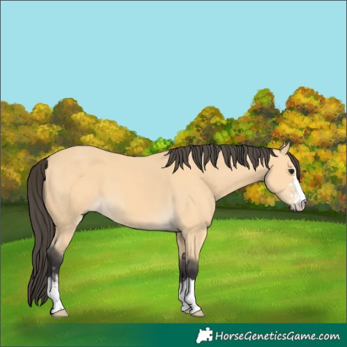 Horse Color:Buckskin  and Buckskin 