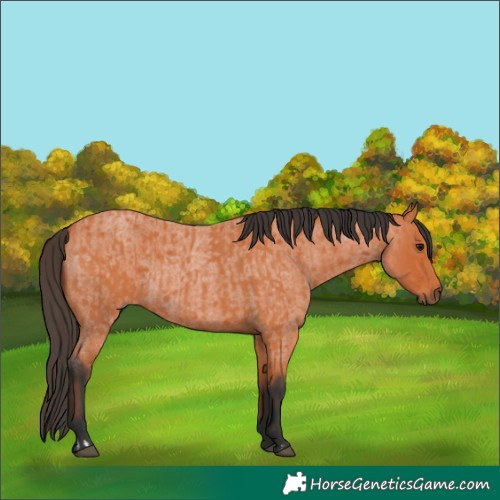 Horse Color:Bay and Bay Roan