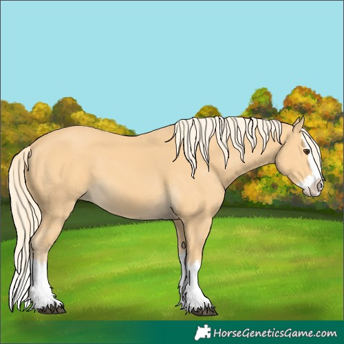 Horse Color:Palomino Splash