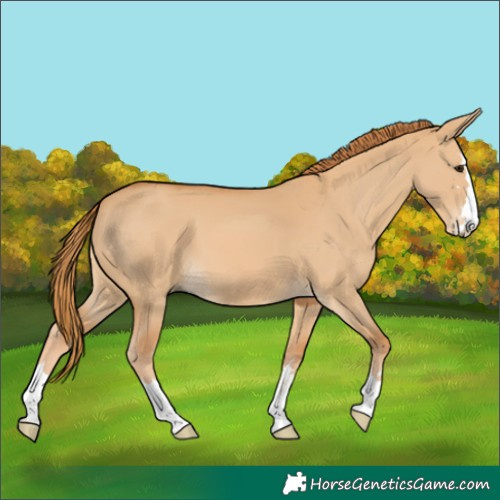 Horse Color:Red Dun