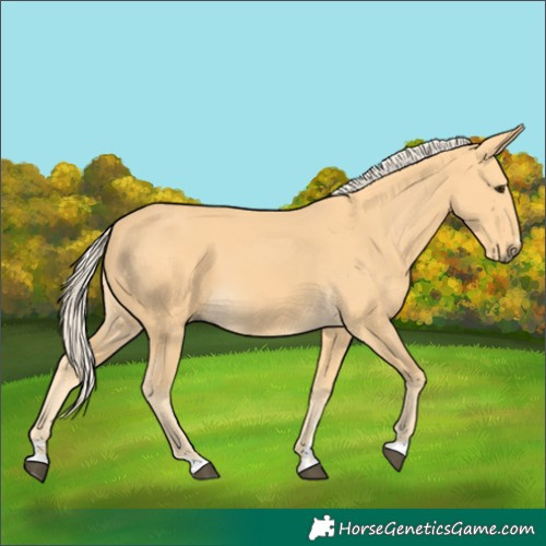 Horse Color:Palomino 