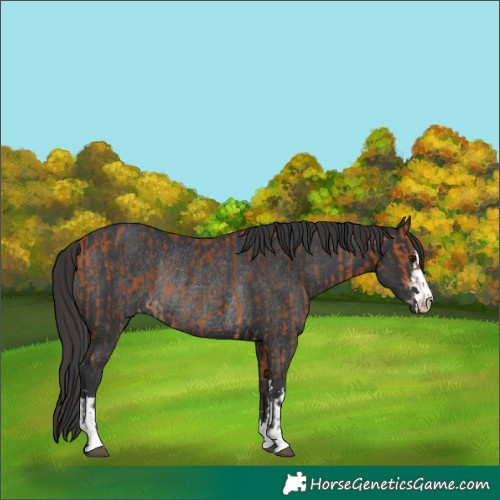 Horse Color:Bay and Black Rabicano