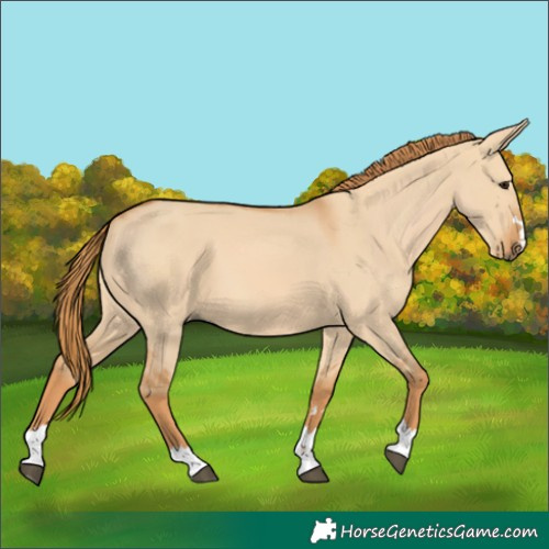 Horse Color:Red Dun 