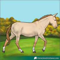 Horse Color:Red Dun 