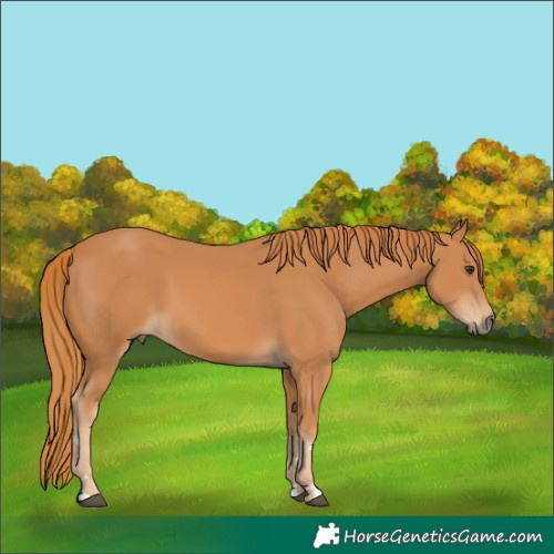 Horse Color:Chestnut 
