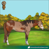 Horse Color:Bay and Red Dun
