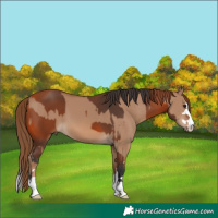 Horse Color:Bay and Red Dun