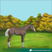 Horse Color:Silver Black Splash
