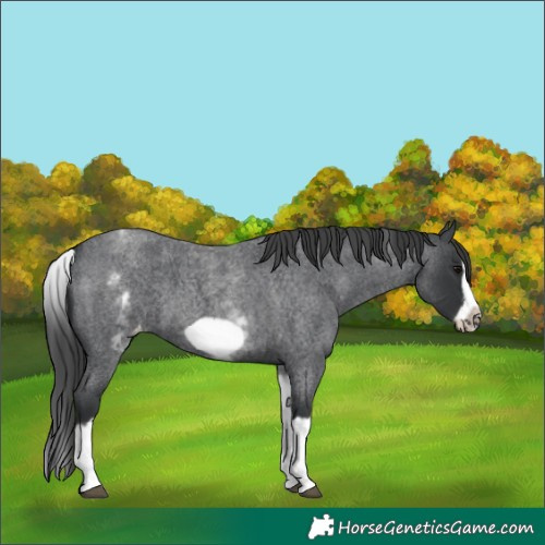 Horse Color:White Spotted Blue Roan Splash Frame Appaloosa 