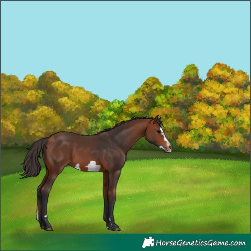 Horse Color:Bay Splash Frame Rabicano 
