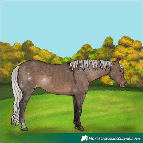 Horse Color:Silver Brown Dun Appaloosa 