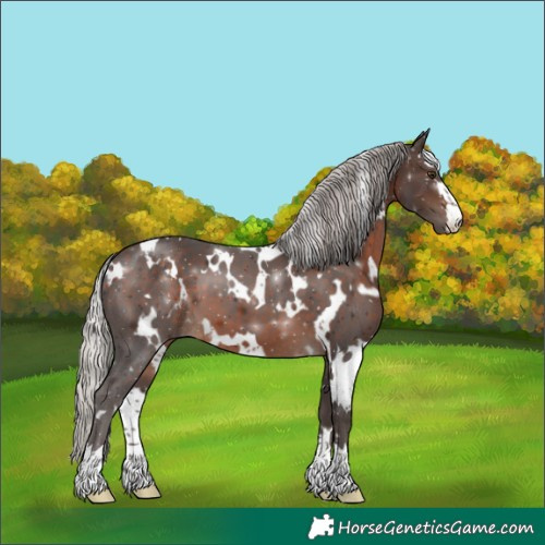 Horse Color:White Spotted Silver Brown