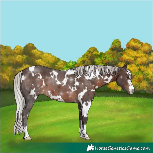 Horse Color:White Spotted Silver Brown 