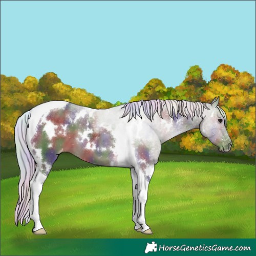 Horse Color:Nacre White Spotted Silver Black Tobiano Appaloosa