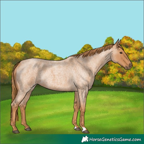 Horse Color:Red Roan Rabicano