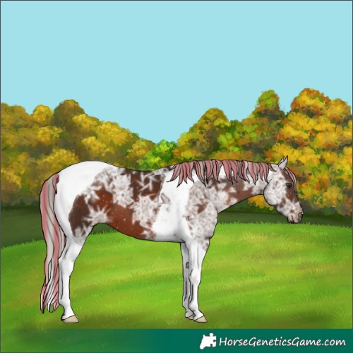 Horse Color:Painted Silver Brown Ice Tobiano 