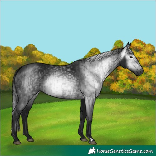 Horse Color:Gray Black  and Gray Black 