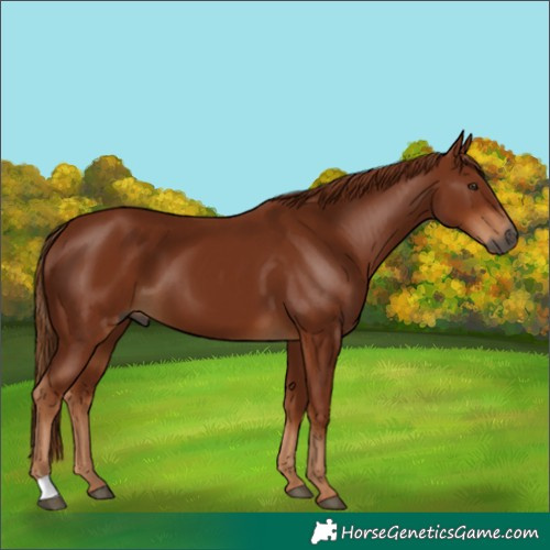 Horse Color:Gray Chestnut 