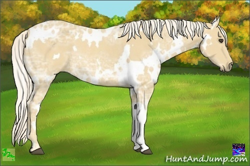 Horse Color:White Spotted Palomino Ice Rabicano