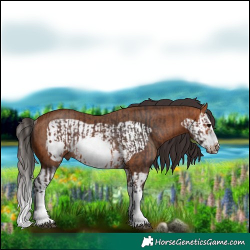 Horse Color:Bay Splash Frame Rabicano  and Bay Splash Frame Rabicano 