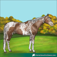 Horse Color:Gray Silver Black Pearl Tobiano  and Gray Silver Black Pearl Tobiano 