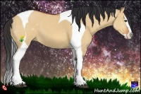 Horse Color:Bay Dun Sabino Splash Tobiano