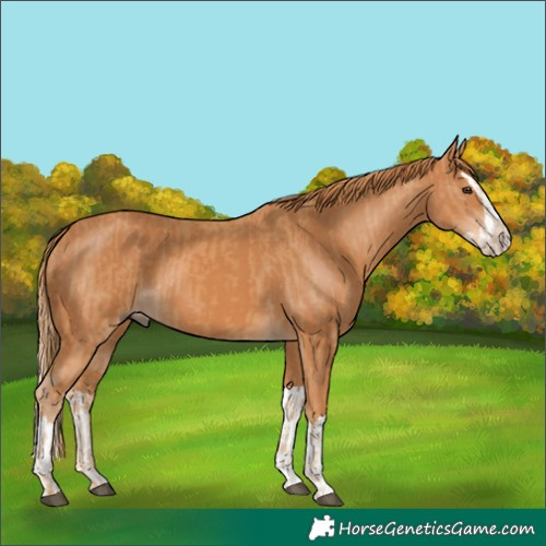 Horse Color:Chestnut and Chestnut Splash