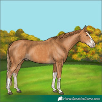 Horse Color:Chestnut and Chestnut Splash