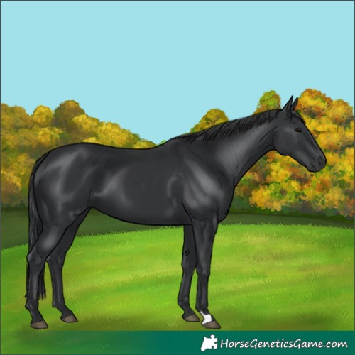 Horse Color:Black 