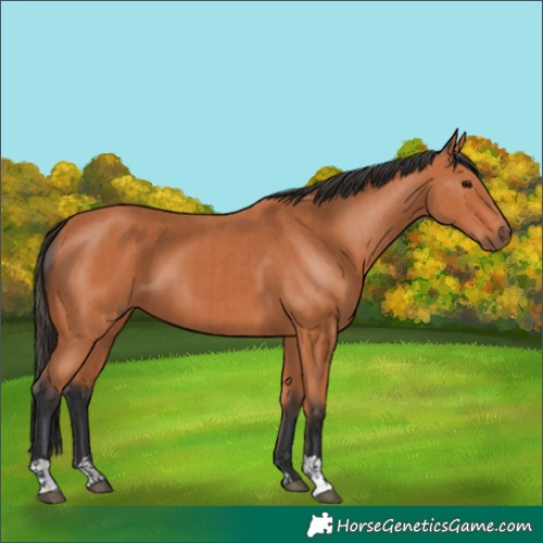 Horse Color:Bay  and Bay 