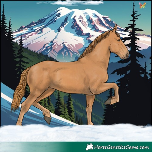 Horse Color:Chestnut and Chestnut